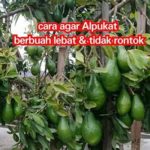 featured_image