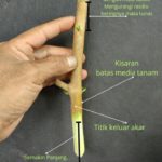 featured_image
