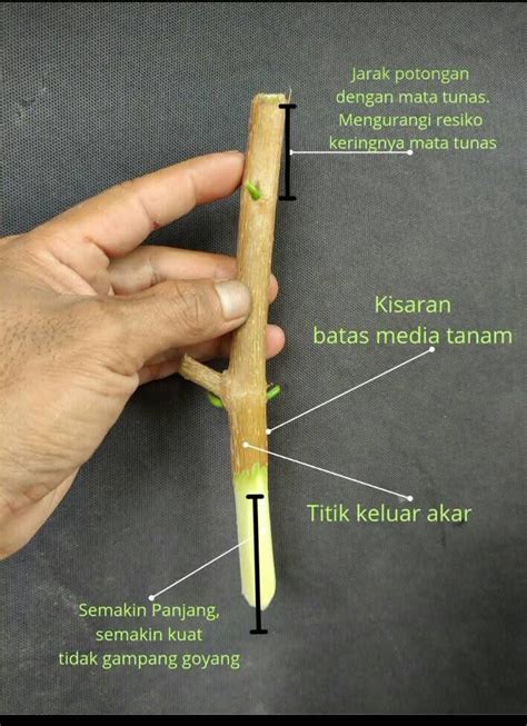 featured_image
