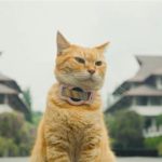 featured_image