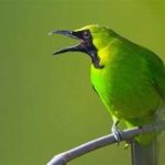 featured_image