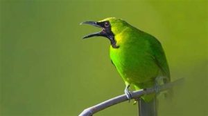 featured_image