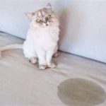 featured_image