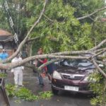 Hujan Deras Disertai Angin Kencang Landa Yogyakarta, Puluhan Pohon Tumbang dan Ratusan Rumah Rusak