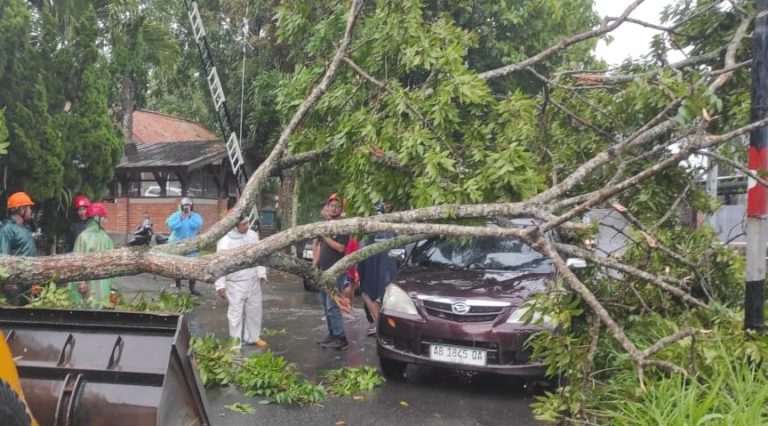 Hujan Deras Disertai Angin Kencang Landa Yogyakarta, Puluhan Pohon Tumbang dan Ratusan Rumah Rusak
