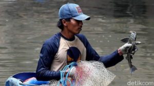 Ikan Mujair Hampir Punah di Ciliwung, Sapu‑Sapu Menguasai Pancingan Warga!