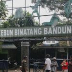 Skandal Gaji Bandung Zoo: KDM Minta Maaf, Pegawai Terancam Kehilangan Upah!