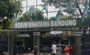 Skandal Gaji Bandung Zoo: KDM Minta Maaf, Pegawai Terancam Kehilangan Upah!