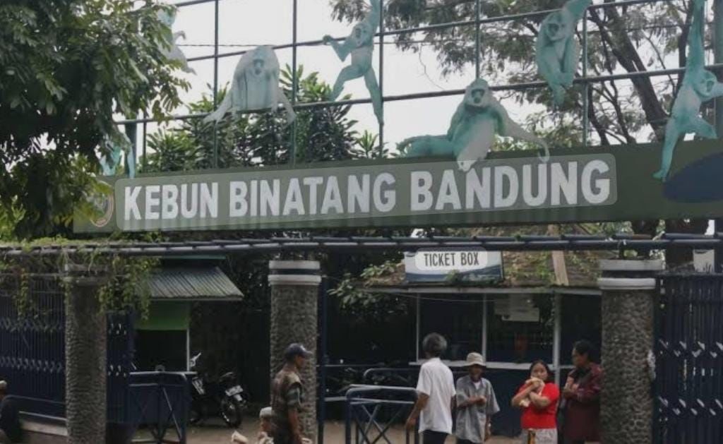 Skandal Gaji Bandung Zoo: KDM Minta Maaf, Pegawai Terancam Kehilangan Upah!