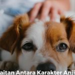 Terungkap! 5 Fakta Mengejutkan Tentang Perilaku Anjing yang Bikin Pemilik Terpana