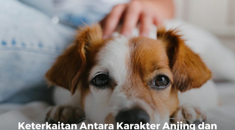 Terungkap! 5 Fakta Mengejutkan Tentang Perilaku Anjing yang Bikin Pemilik Terpana