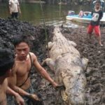 Buaya Serang Warga di Tinambung, Polman Ternyata Mati Usai Warga Pasang Umpan Beracun