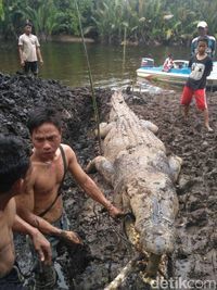 Buaya Serang Warga di Tinambung, Polman Ternyata Mati Usai Warga Pasang Umpan Beracun