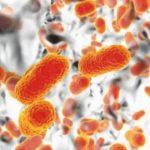 Hantavirus: Ancaman Baru yang Mengancam Kesehatan Global?