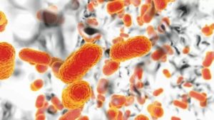 Hantavirus: Ancaman Baru yang Mengancam Kesehatan Global?