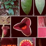 featured_image