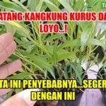 featured_image