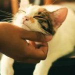 featured_image