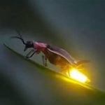 featured_image