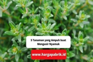 featured_image