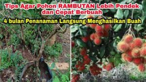 featured_image