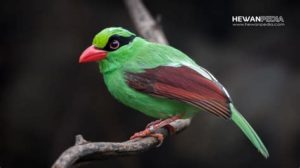 featured_image