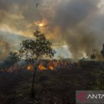 Kalimantan Terbakar: 969 Hektare Lahan Hangus dan Ancaman Lingkungan Mengintai