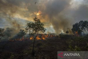Kalimantan Terbakar: 969 Hektare Lahan Hangus dan Ancaman Lingkungan Mengintai