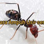 featured_image