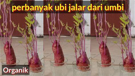 featured_image