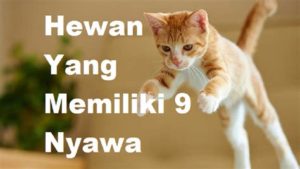 featured_image