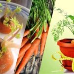 featured_image