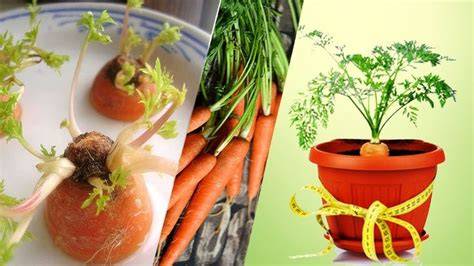 featured_image