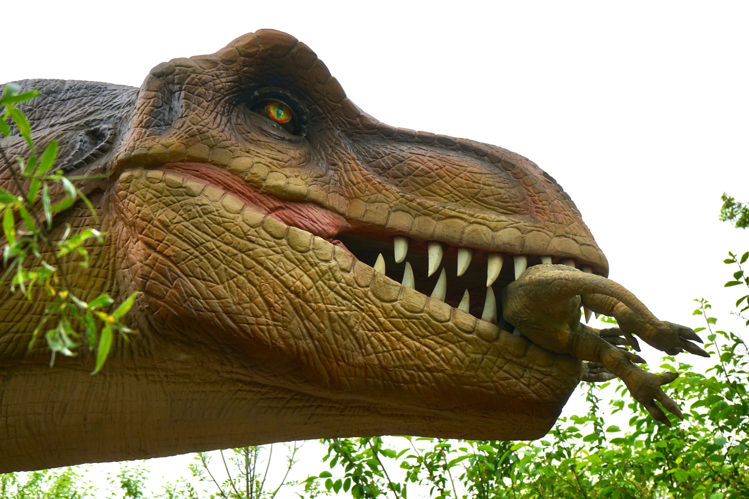 Dino Toppmöller Batal di Lens: Mengungkap Alasan Tersembunyi di Balik Pengunduran Diri Cepat